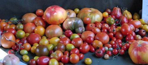 www.mallorcadiario.com  fotos 1 uploads 2011 10 tomates WEB