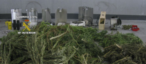 www.mallorcadiario.com  fotos 1 uploads 2012 10 Marihuana Inca