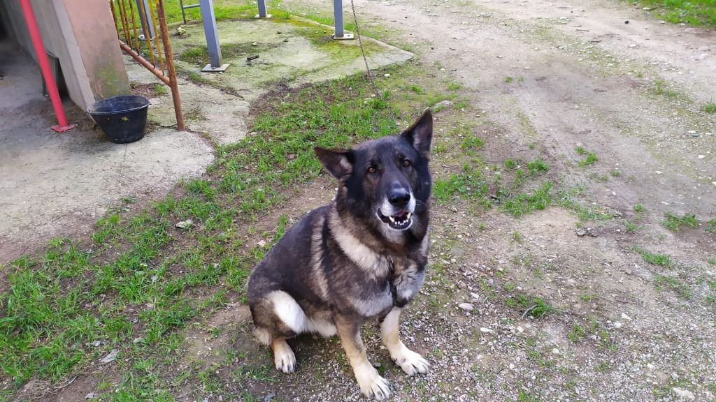 perro-policia-palma
